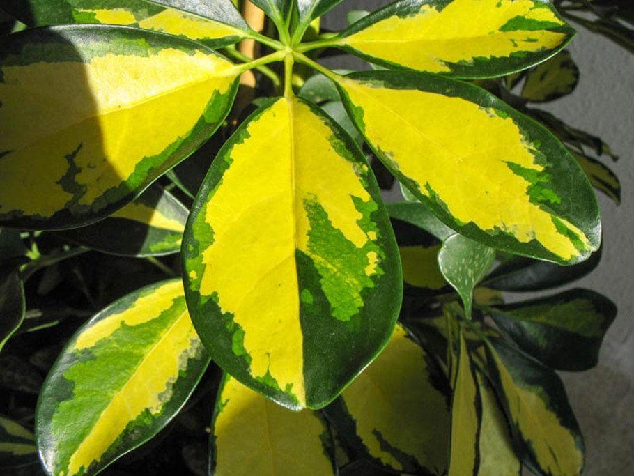 Растение ледебурия