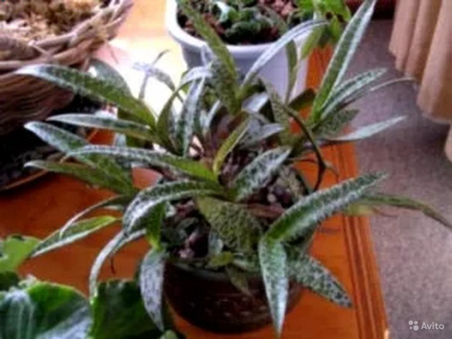 Аглаонема Тутанхамон