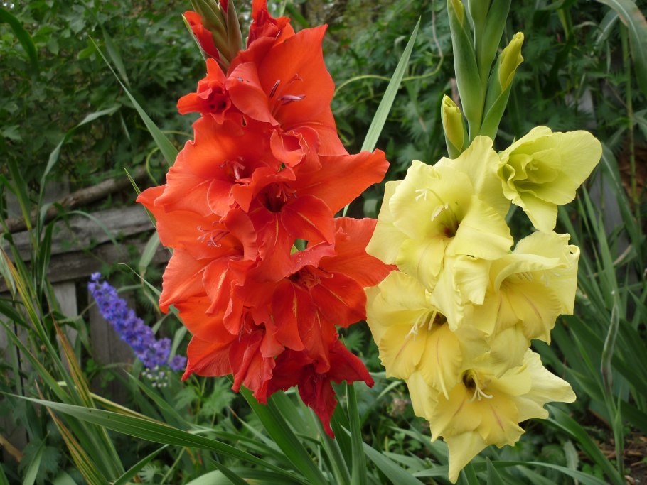 Гладиолус Раффлд микс