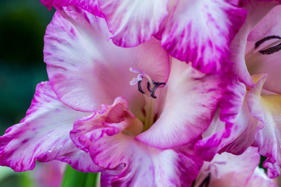 Цветы гладиолусы