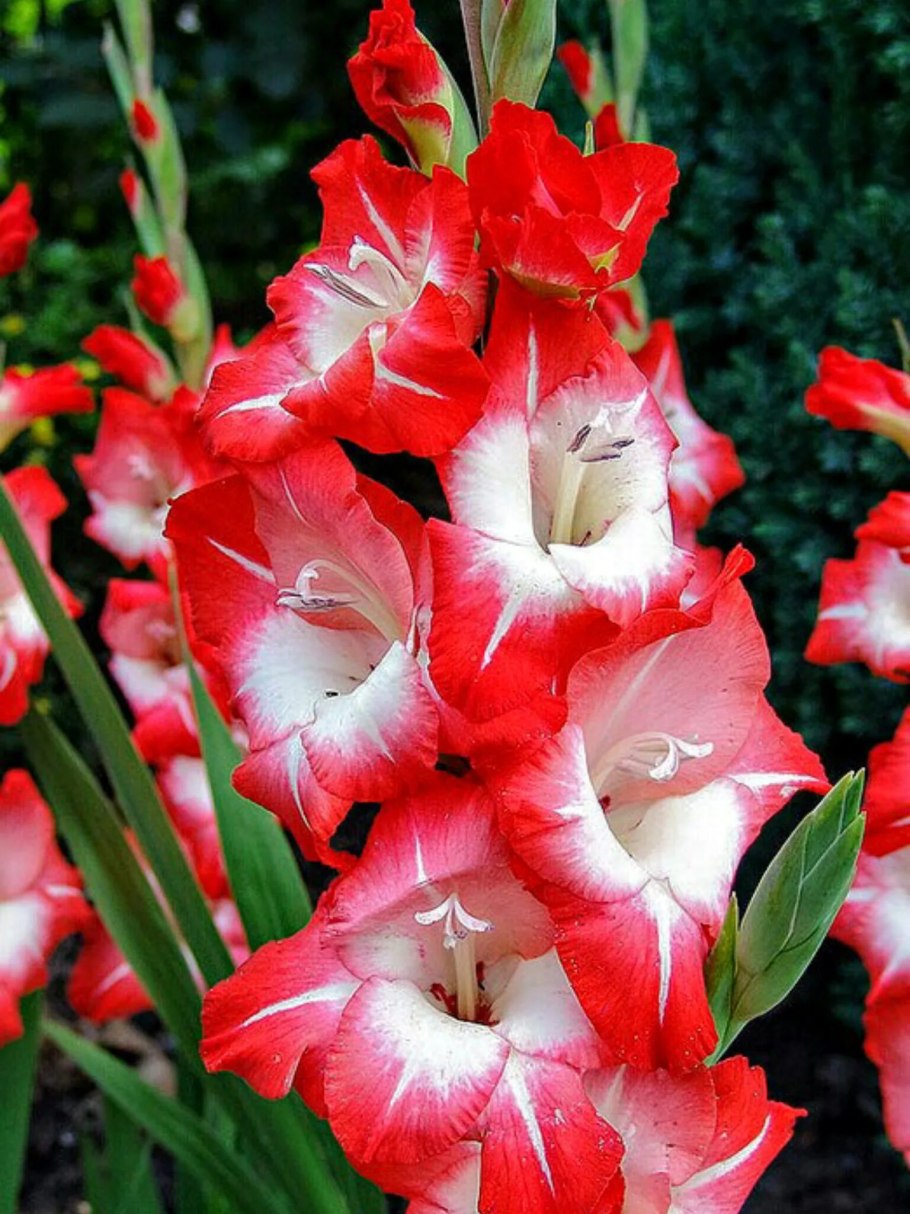 Гладиолус шпажник