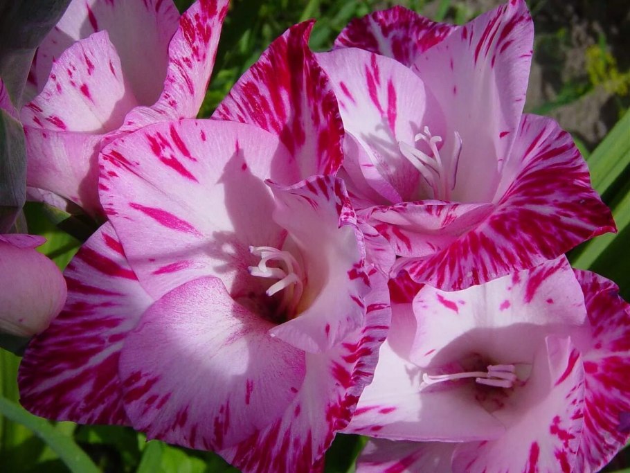 Гладиолус Грейхаунд