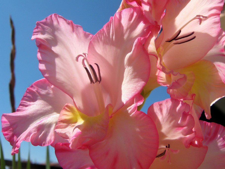 Гладиолус розовый