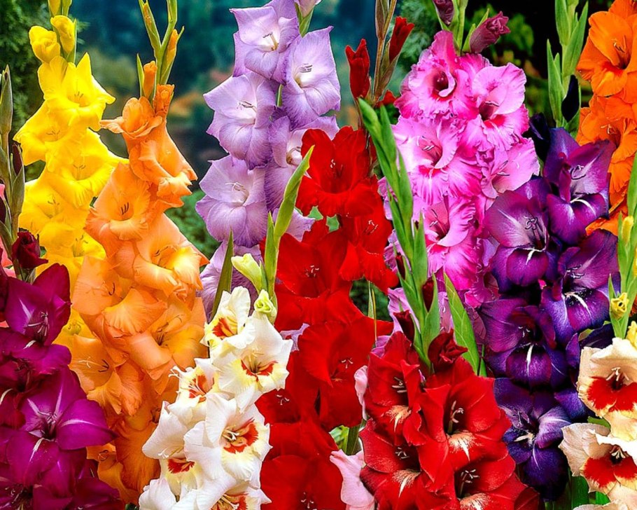 Гладиолус Валенсия