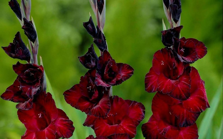 Гладиолус Victor Borge