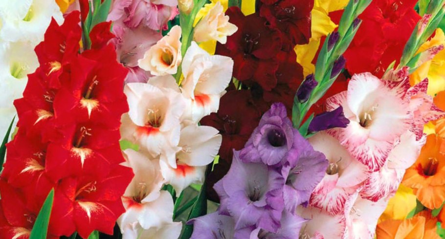 Гладиолус Лас Вегас