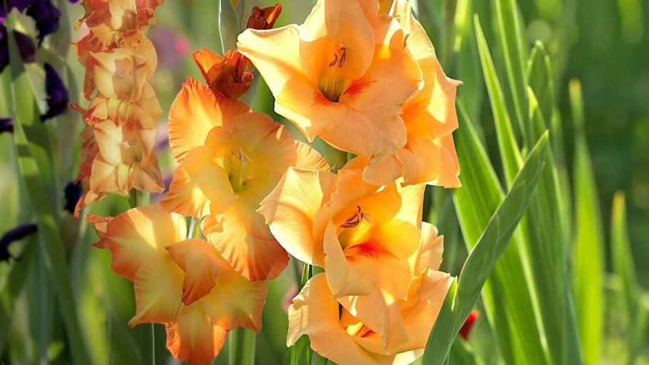 Гладиолус Пламтарт