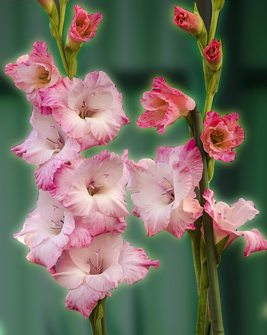 Гладиолус Тубергена Шарм