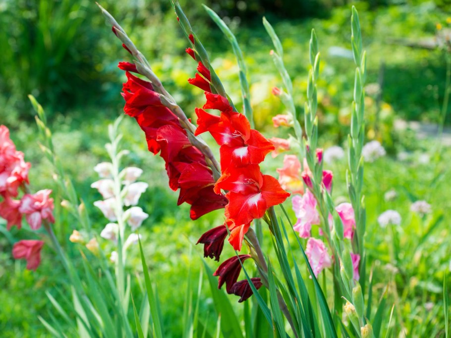 Гладиолус Лас Вегас