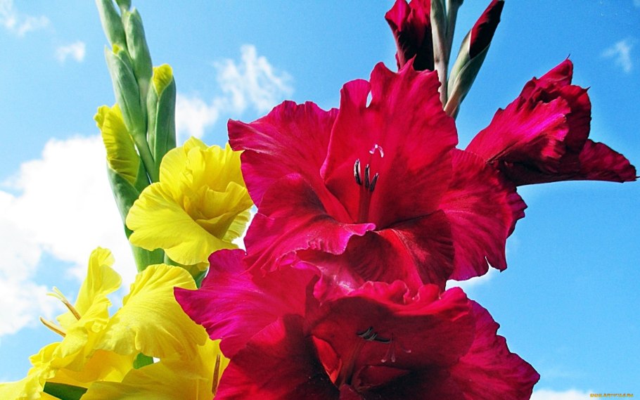 Цветы гладиолусы