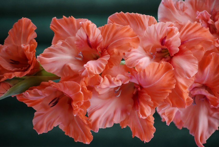 Гладиолус махровая бегония