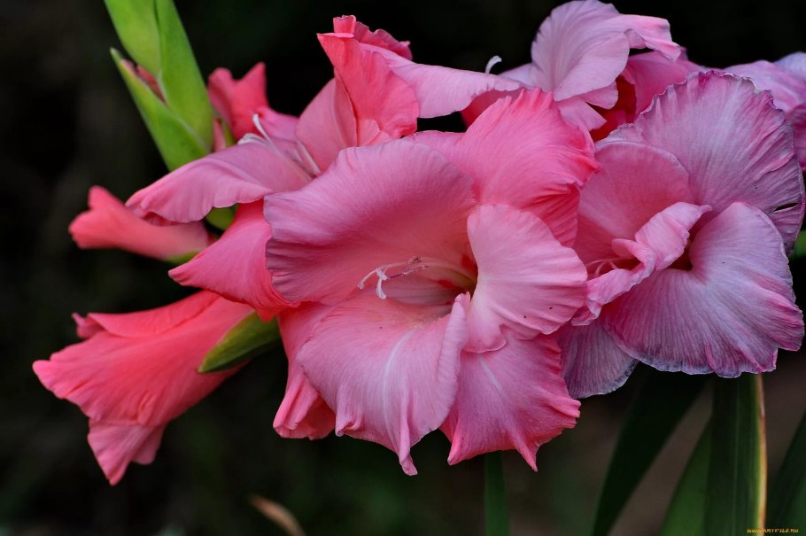 Гладиолусы махровые