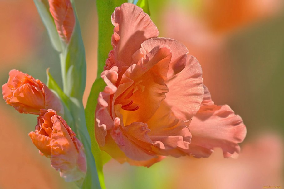 Гладиолус апельсиновый Мираж