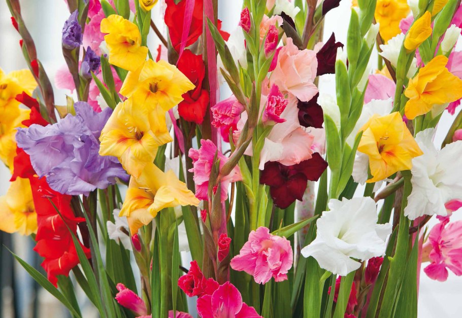 Гладиус цветы