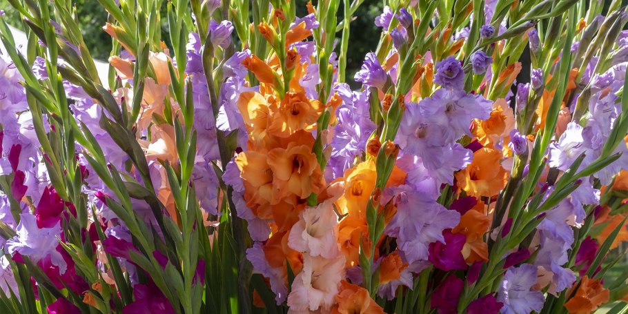 Гладиолус Сильвер гиацинт