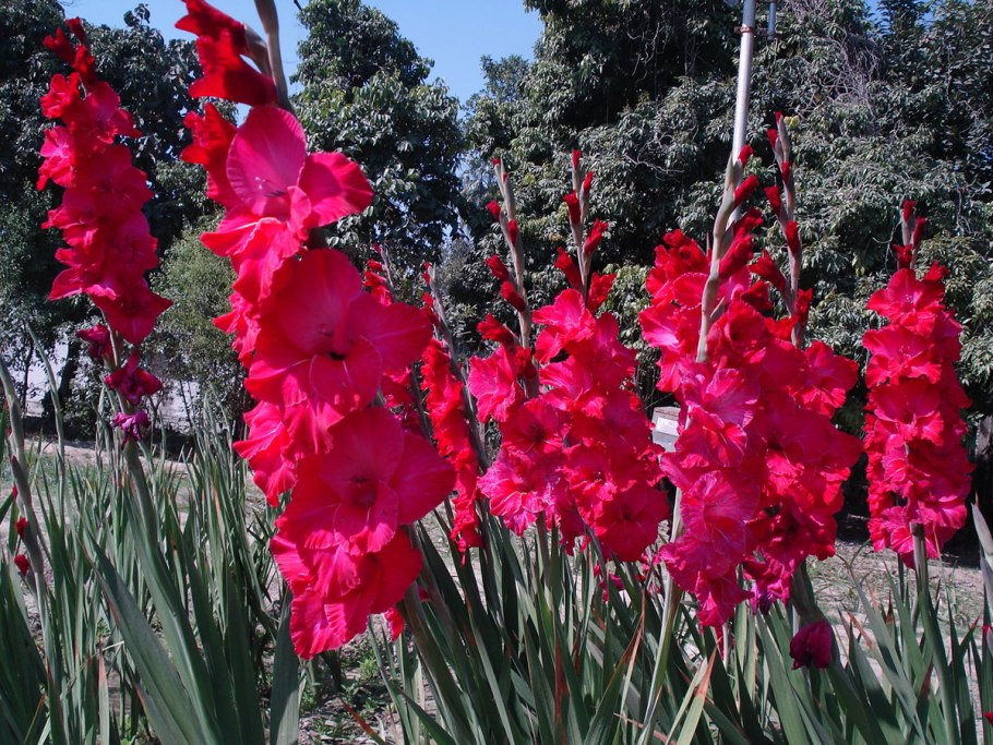 Гладиолус фёрст Блад