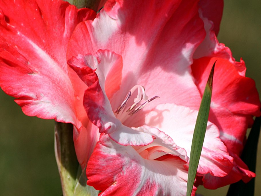 Цветы гладиолусы