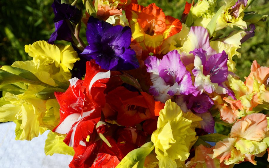 Гладиолусы Анютины глазки