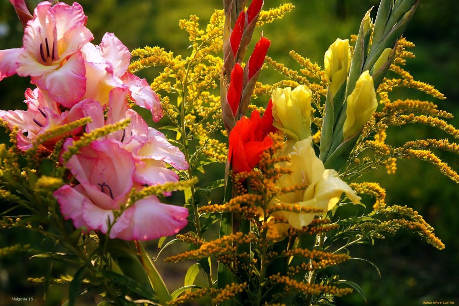 Букет гладиолуса желтый