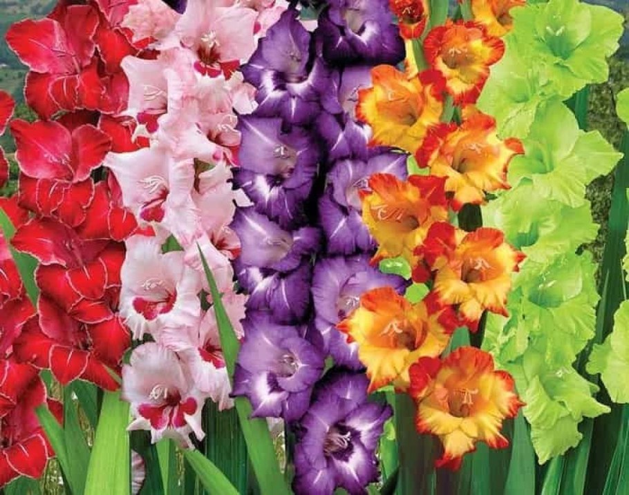 Гладиолус эбони Бьюти