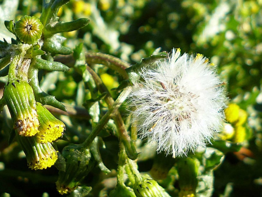 Senecio haworthii