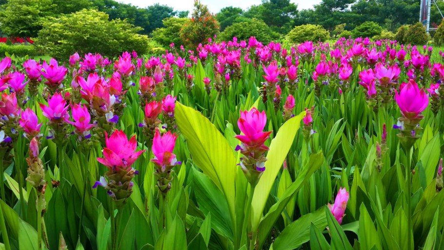 Куркума roscoeana