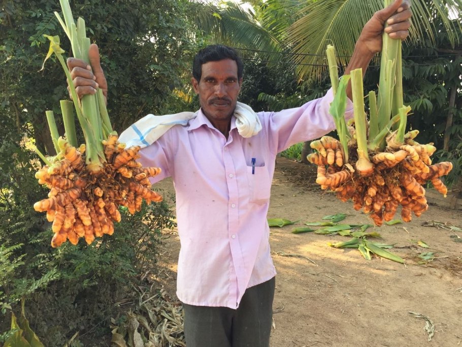 Куркума цветок индийский