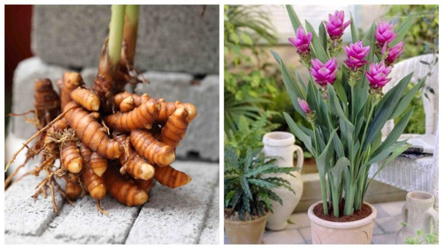 Куркума roscoeana