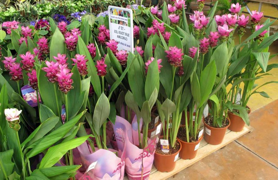 Куркума Алисматифолия