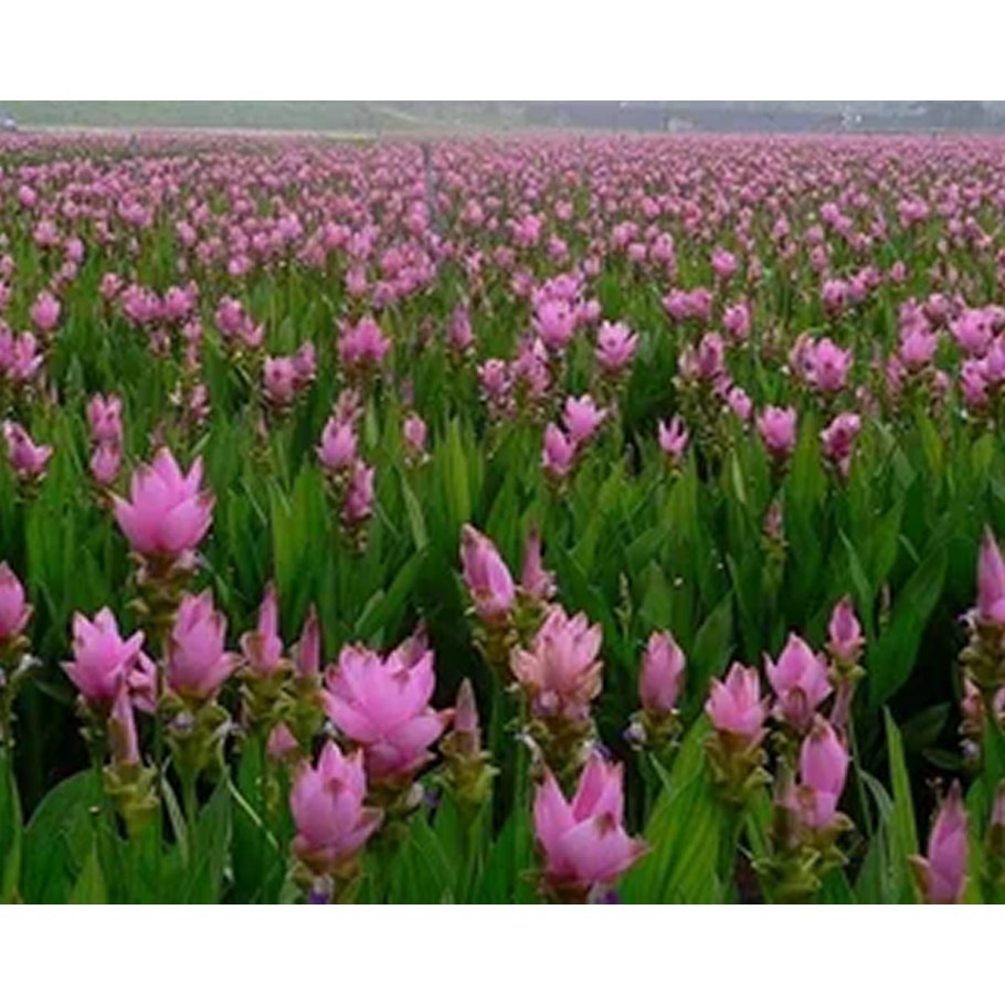 Куркума ароматная