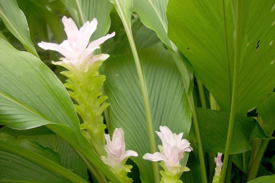 Растение curcuma longa