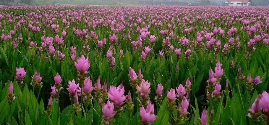 Куркума частухолистная