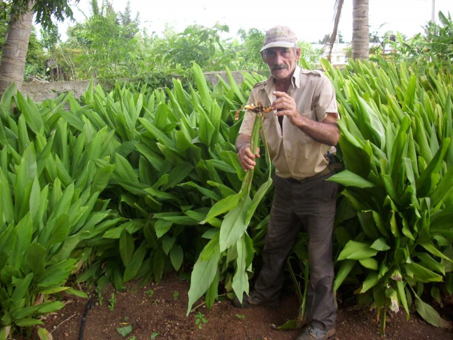 Мадагаскарская куркума