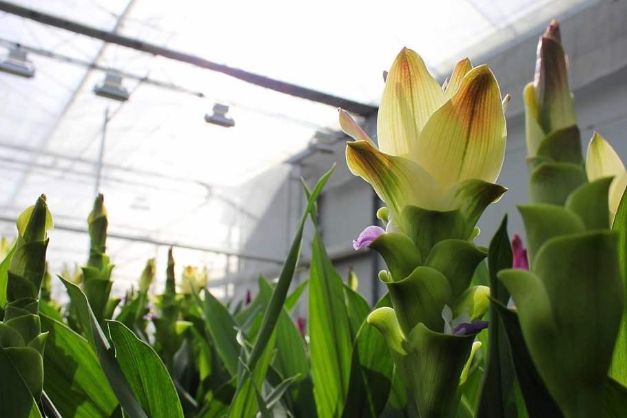 Куркума цветок