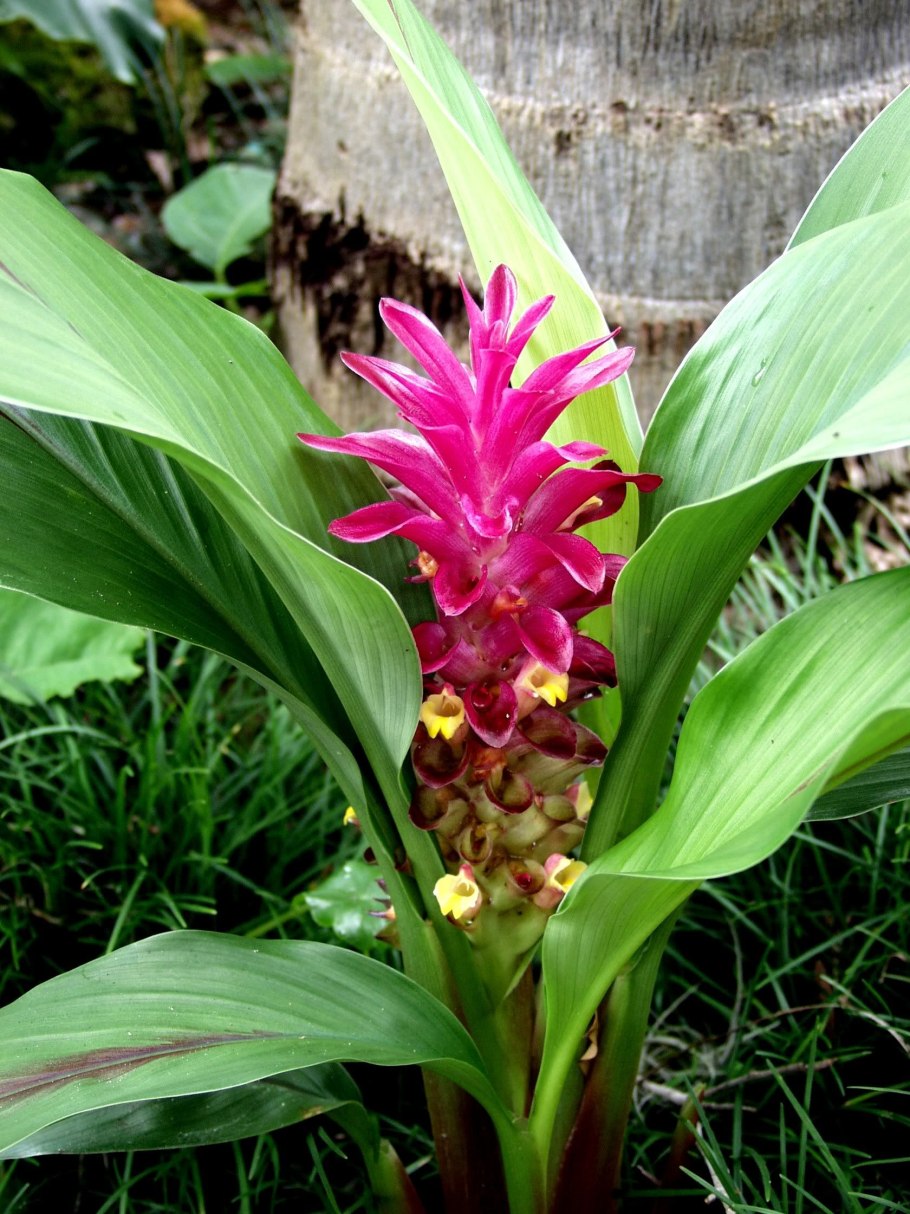 Куркума ароматная