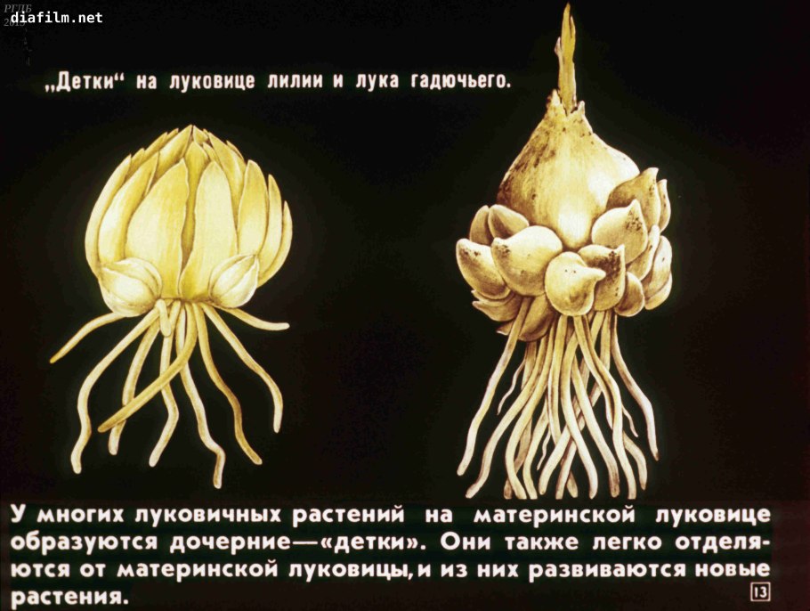 Лилия строение луковицы