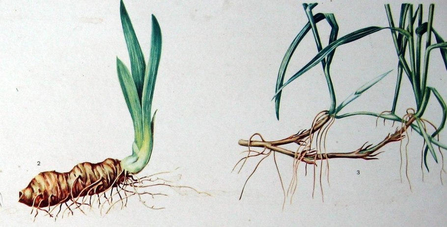 Видоизменённый побег корневище ландыша