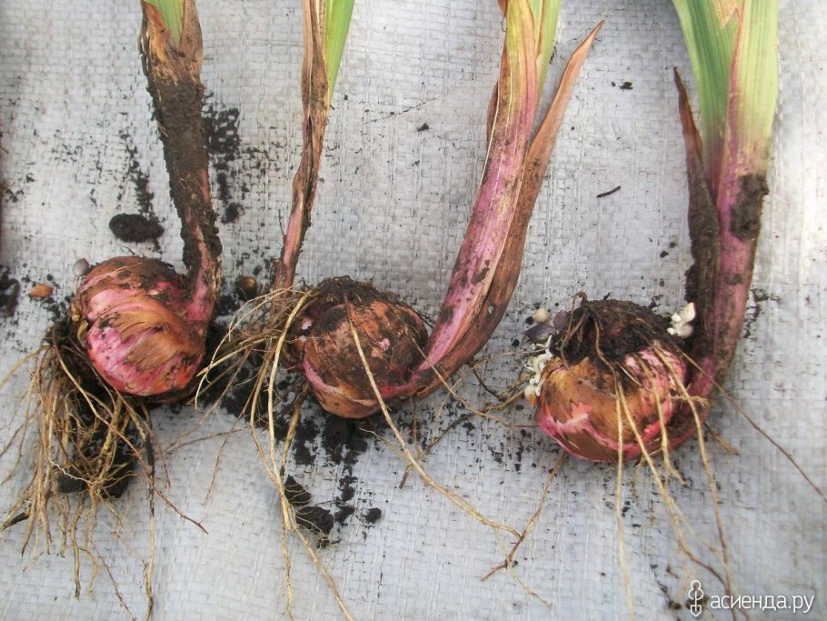 Клубнелуковицы гладиолусов клещ