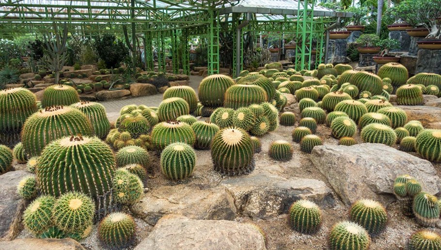 Парк Нонг Нуч парк кактусов