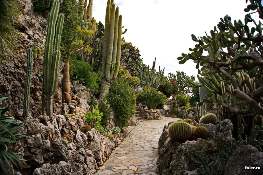 Кактусовый сад в Монте-Карло