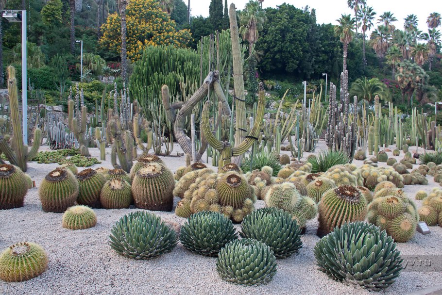Монжуик Ботанический сад кактусов