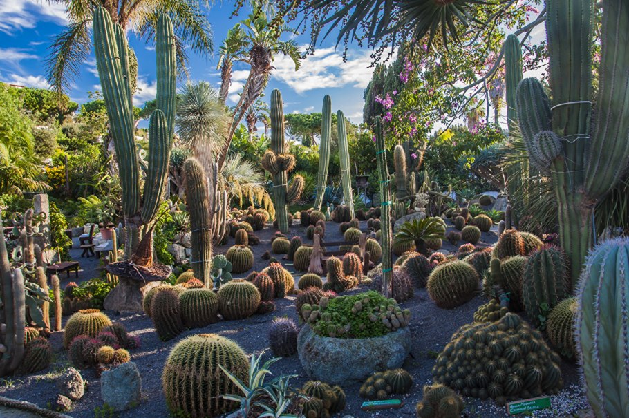 Кактусовый парк Искья