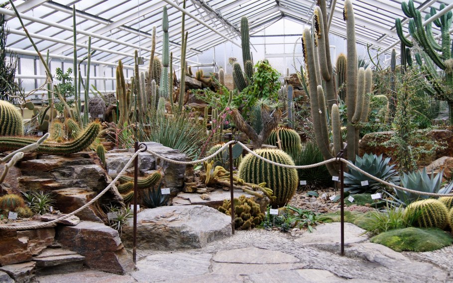Кактусовая оранжерея