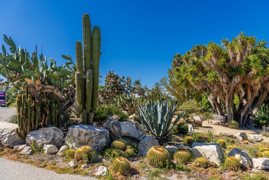 Кактусовая аллея Калифорния