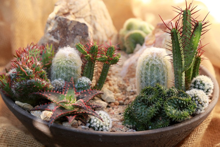 Кактус опунция суккулент