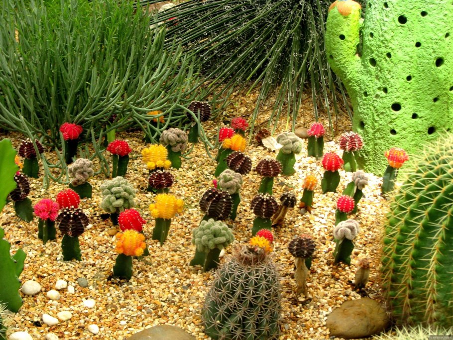 Кактусы Тайланда