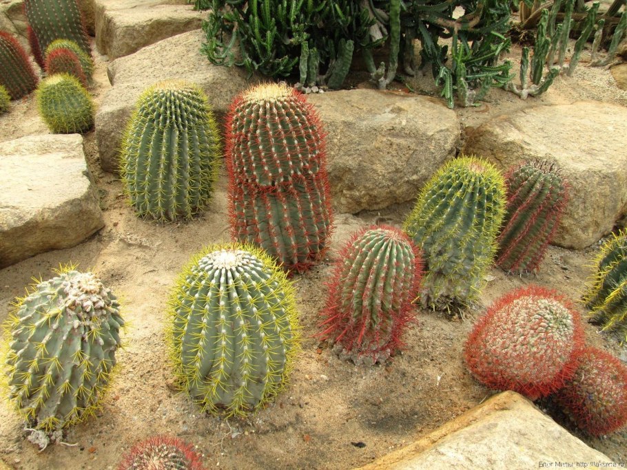 Нонг Нуч кактусы