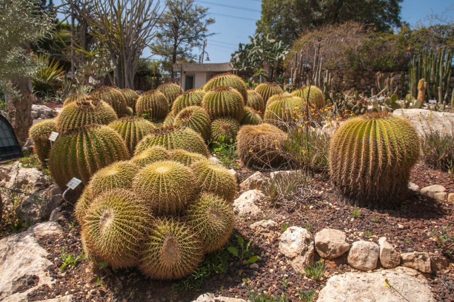 Холон Израиль парк кактусов