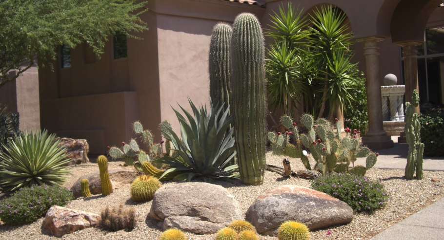 Кактусы в ландшафте