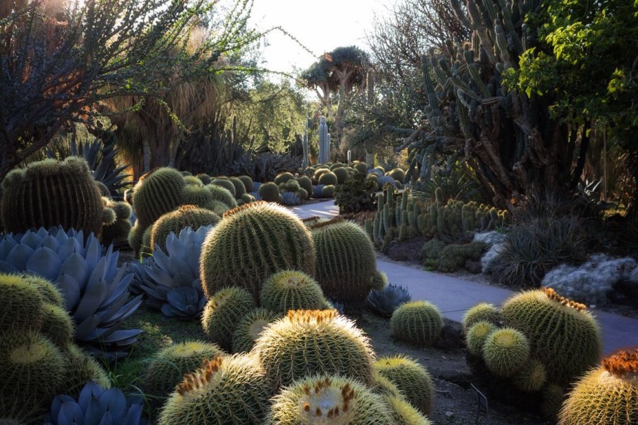 Никитский Ботанический сад в Крыму кактусы